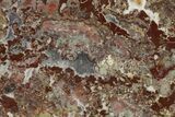 Polished, Cambrian Stromatolite (Madiganites) - Australia #150688-1